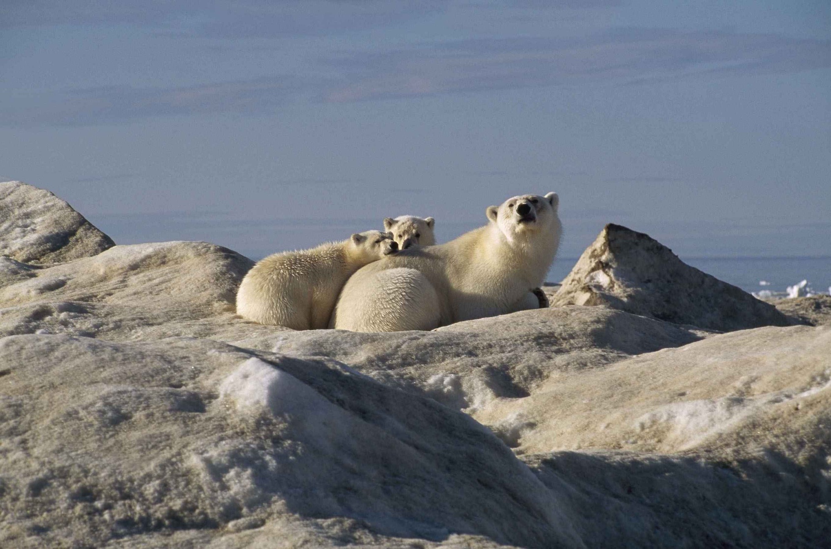 Arctic Tale