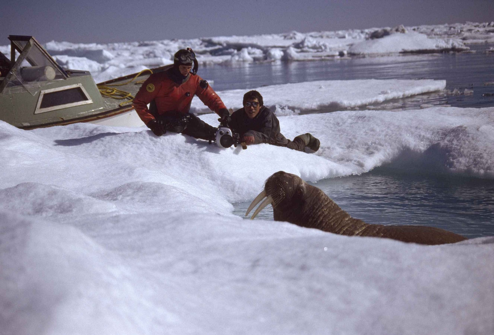 Arctic Tale