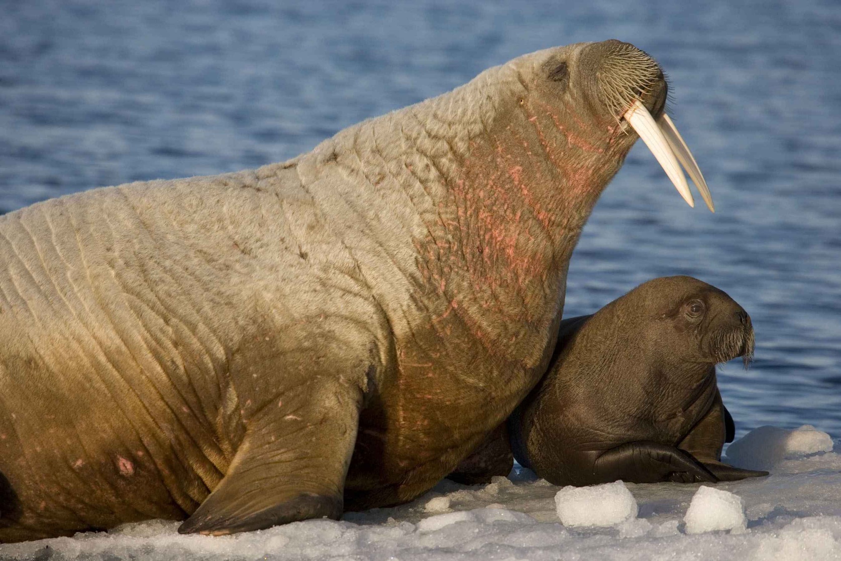 Arctic Tale