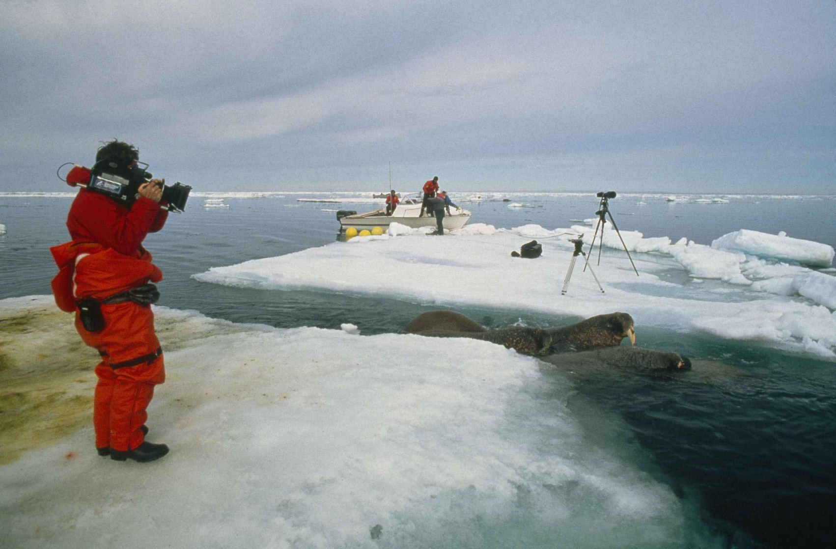 Arctic Tale