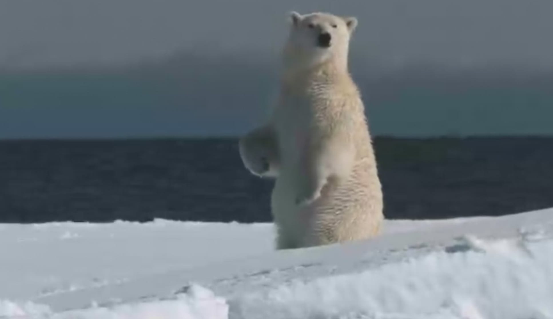 Arctic Tale
