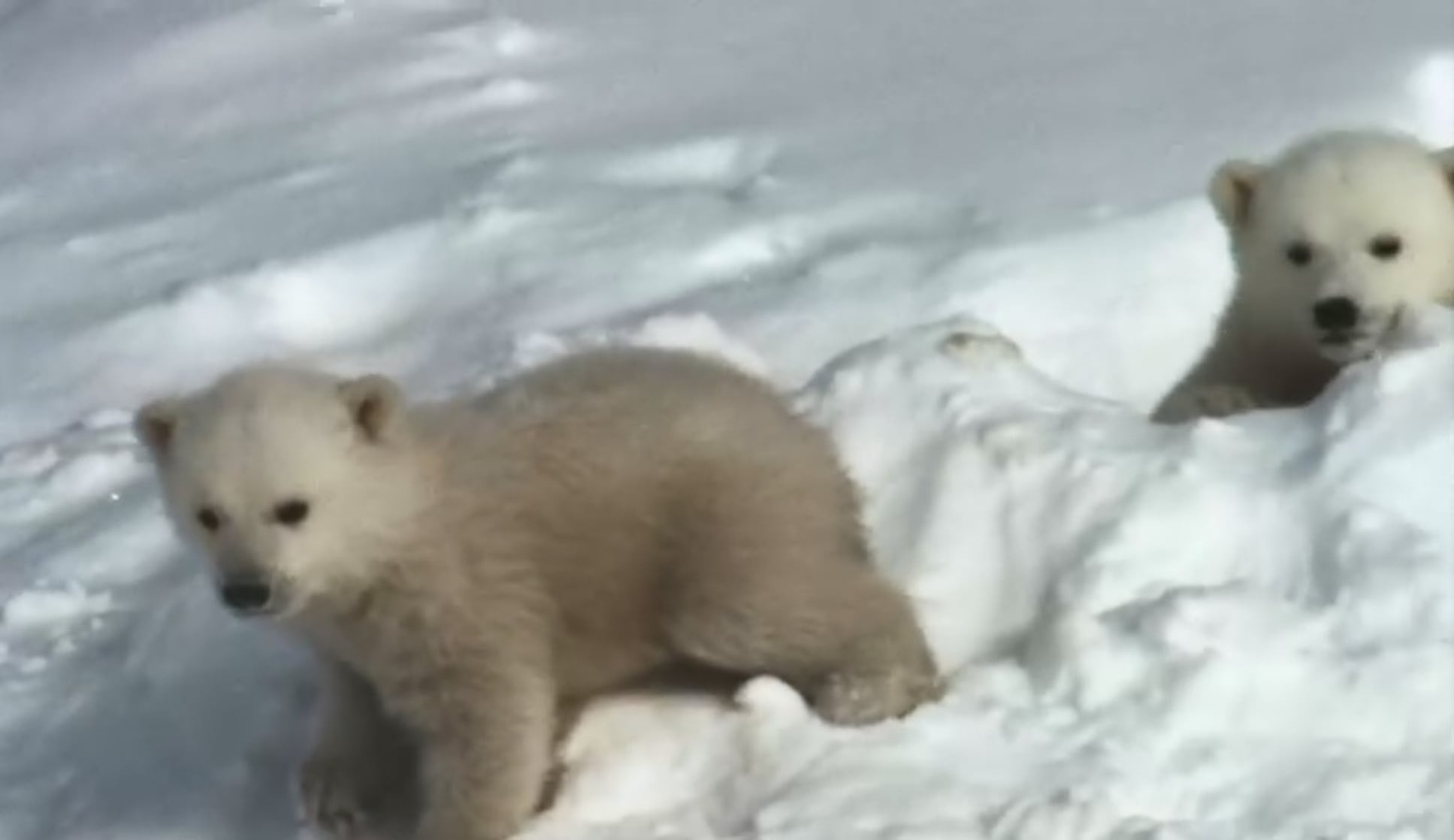 Arctic Tale