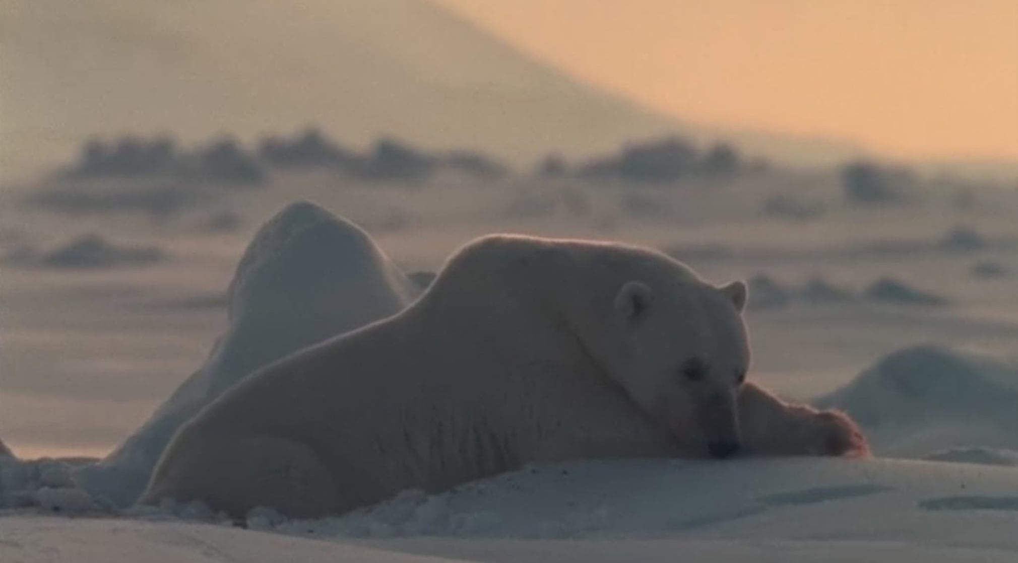 Arctic Tale