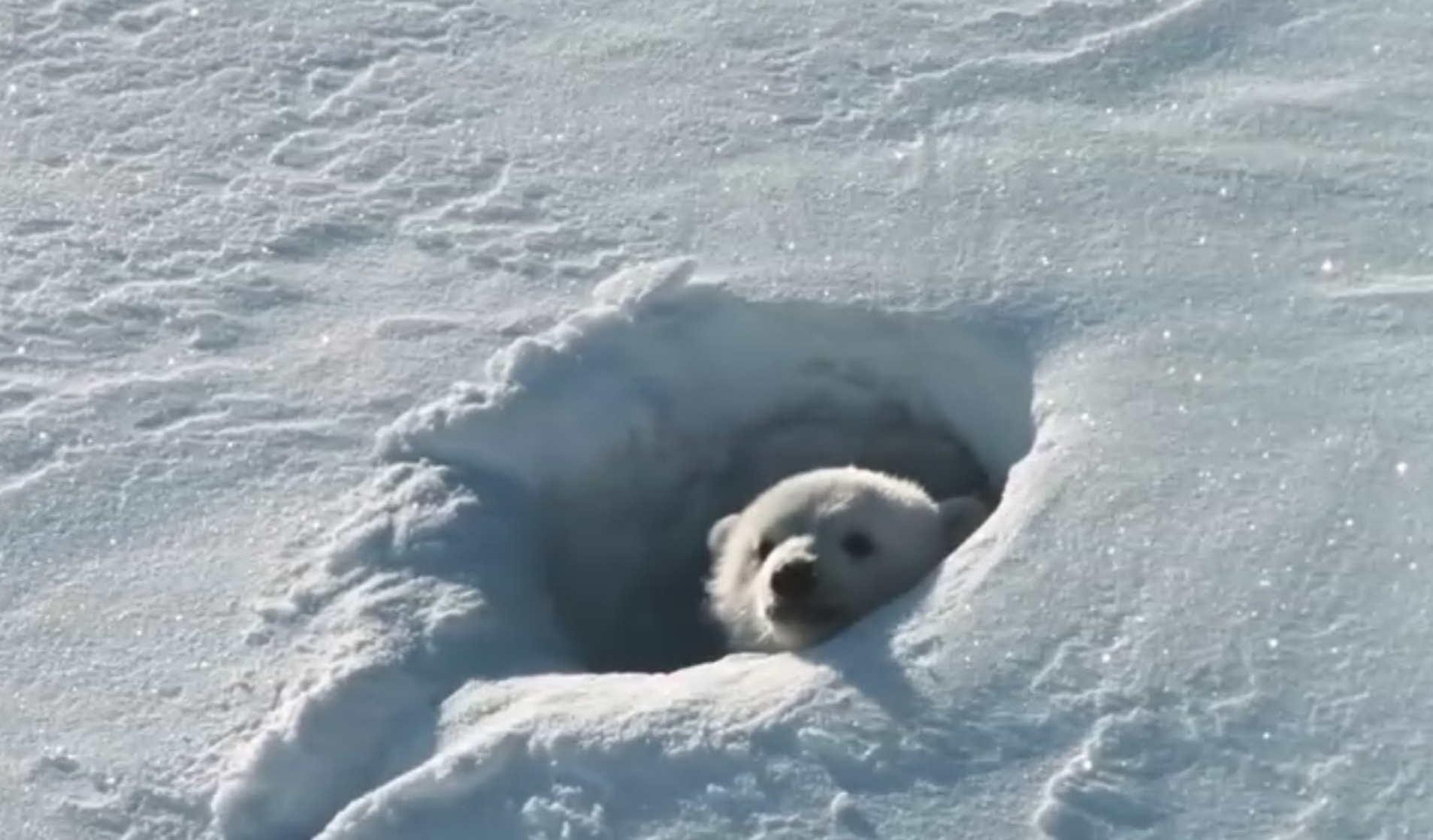 Arctic Tale