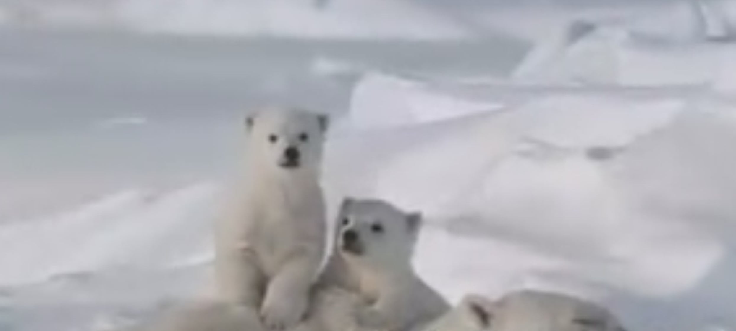 Arctic Tale