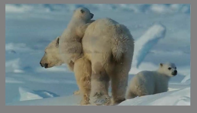 Arctic Tale
