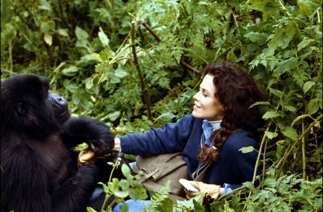 Dian fossey презентация