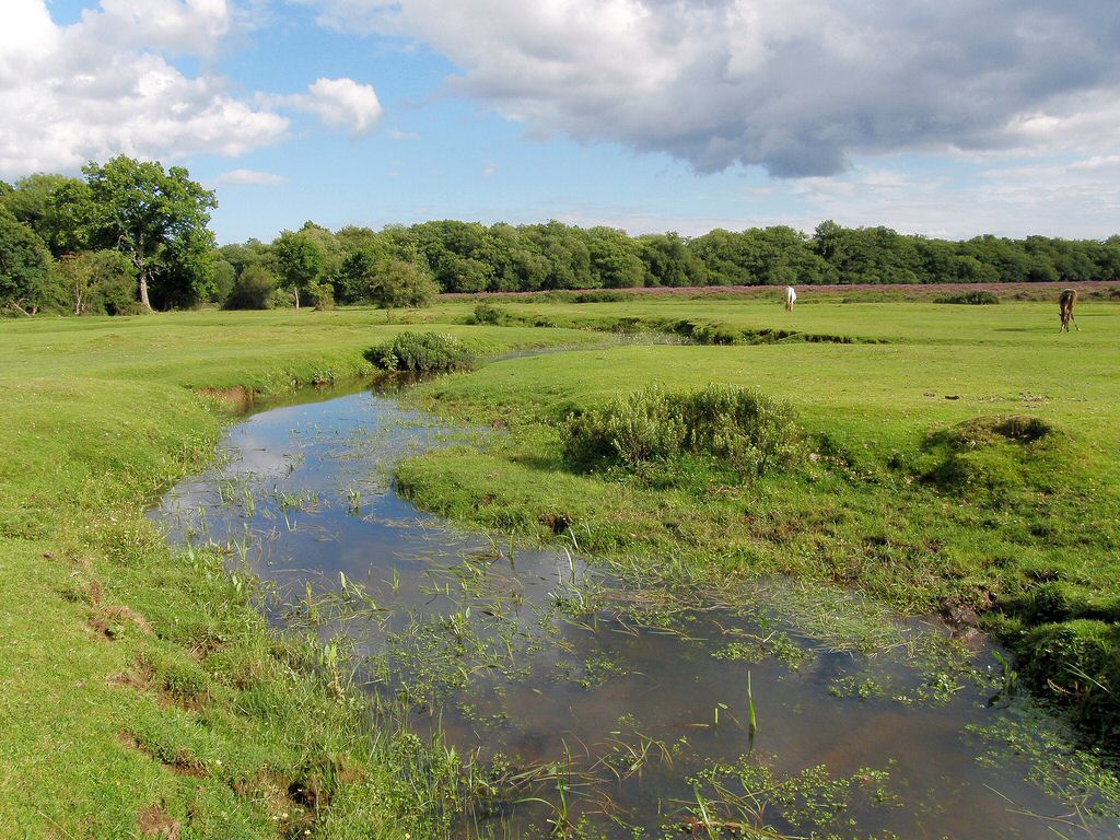 New Forest New Forest