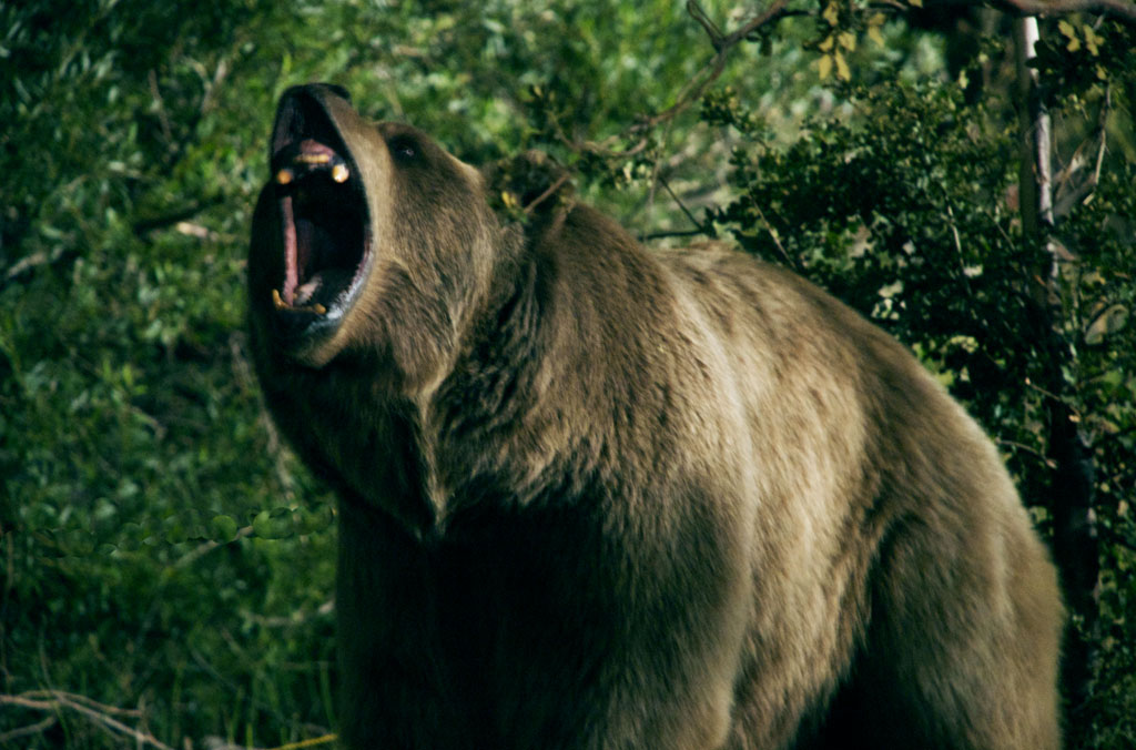 Bear