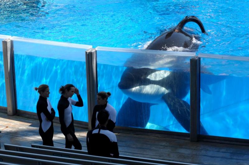 Blackfish Blackfish