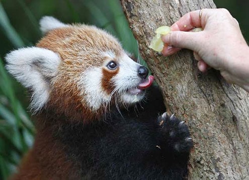 Red Panda