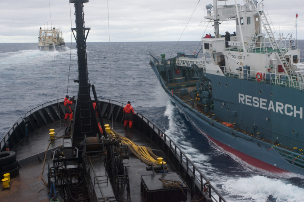 Whale Wars