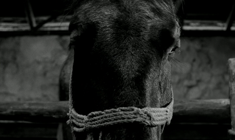 The Turin Horse (2011) The Turin Horse (2011)