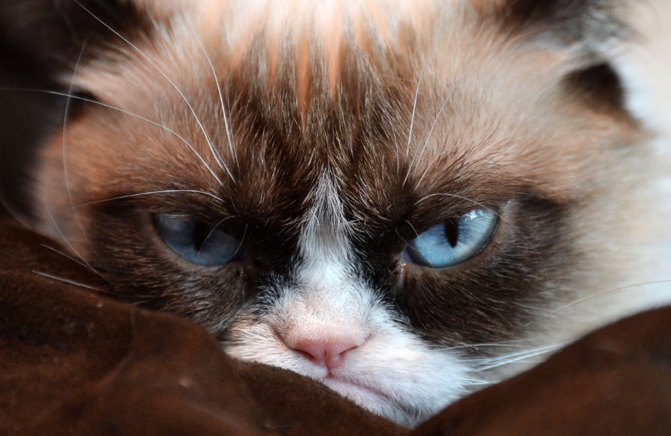 Grumpy Cat