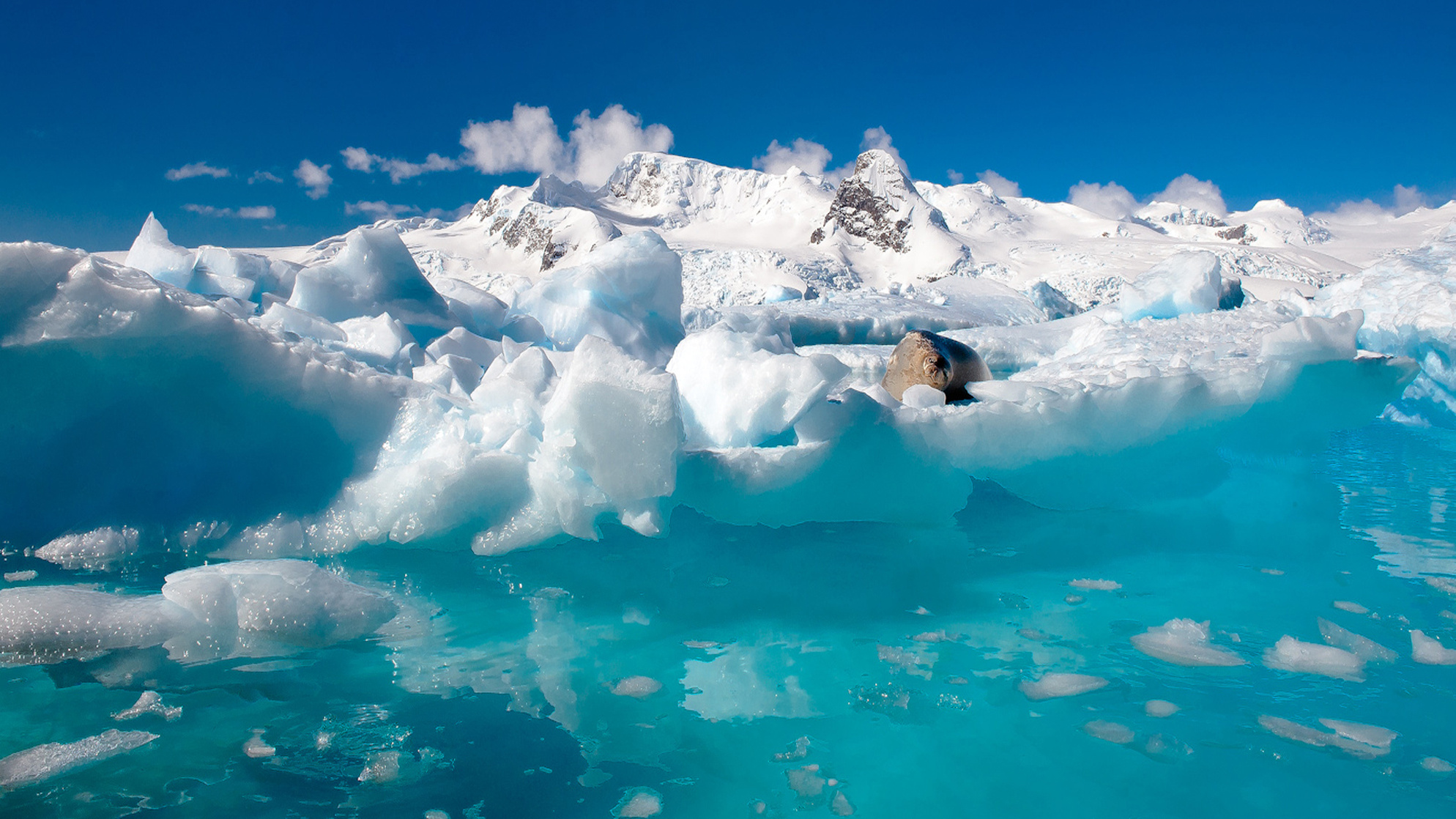 Antarctica Antarctica