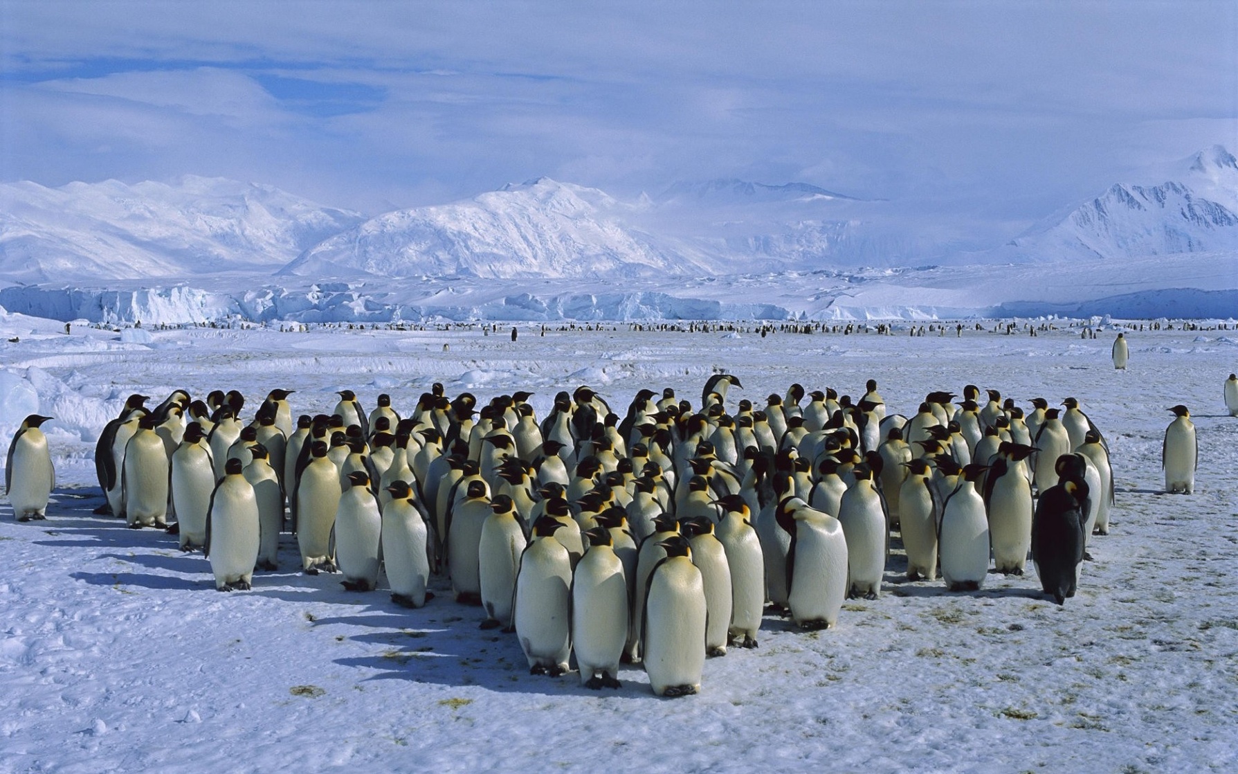 Antarctica Antarctica