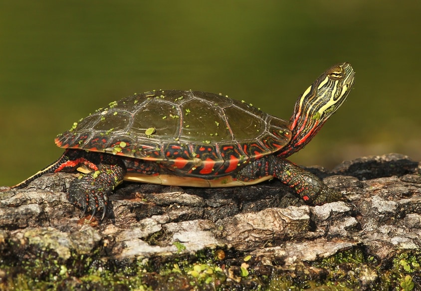 Painted Turtle