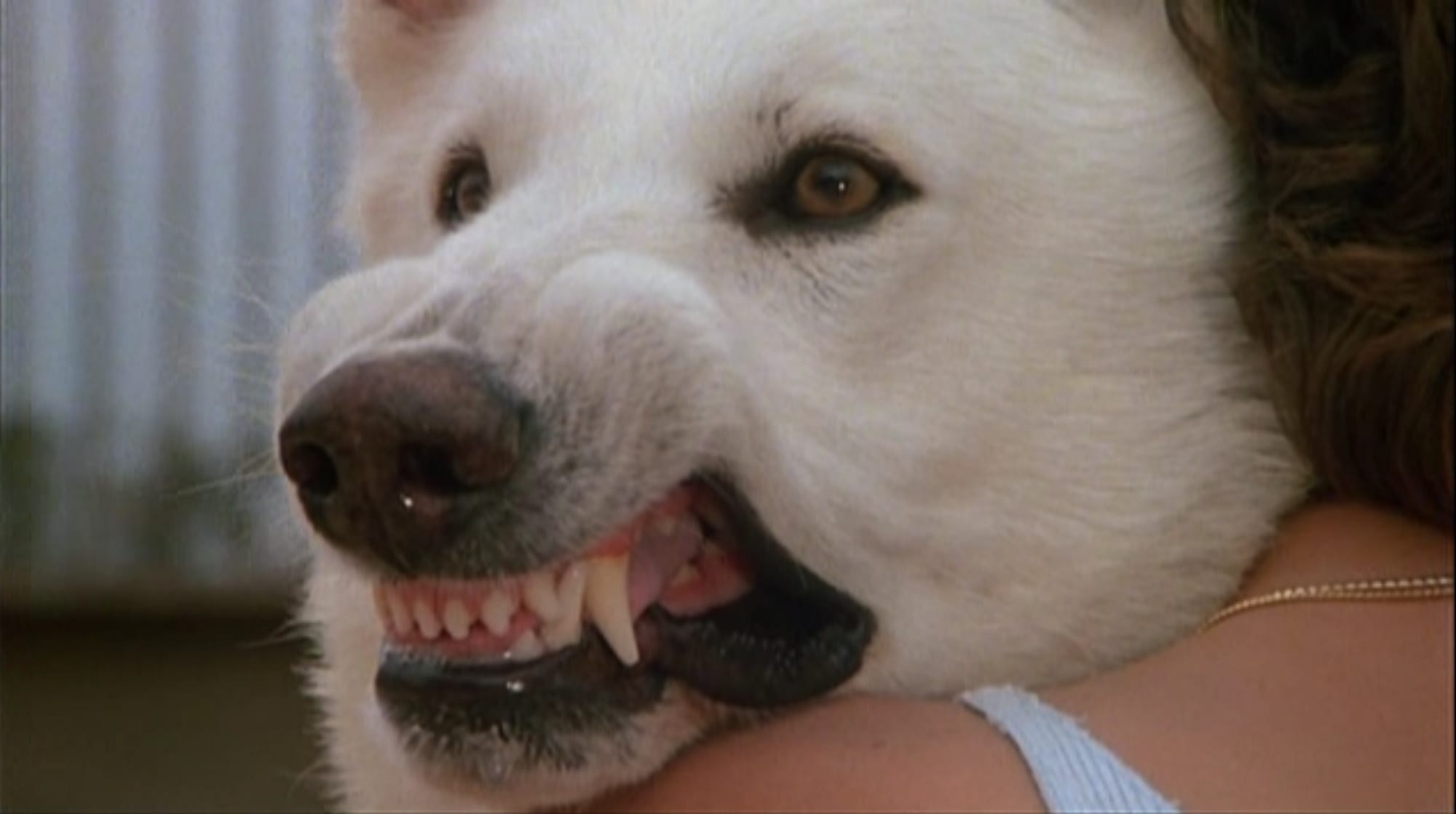 White Dog White Dog
