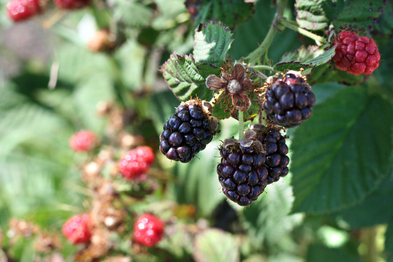 Picture of Olallieberry