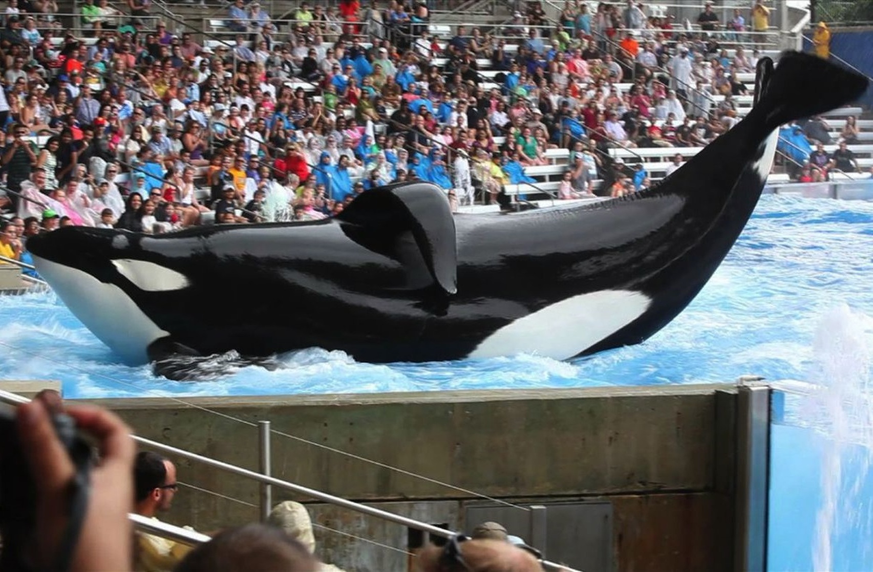 Blackfish Blackfish