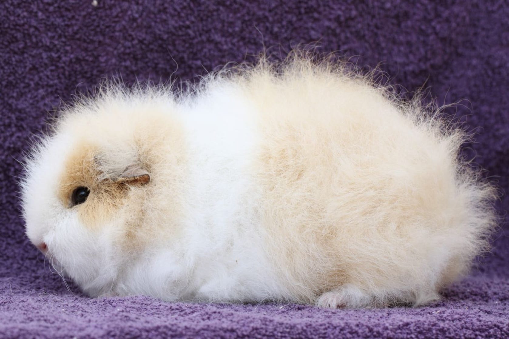 swiss teddy guinea pig