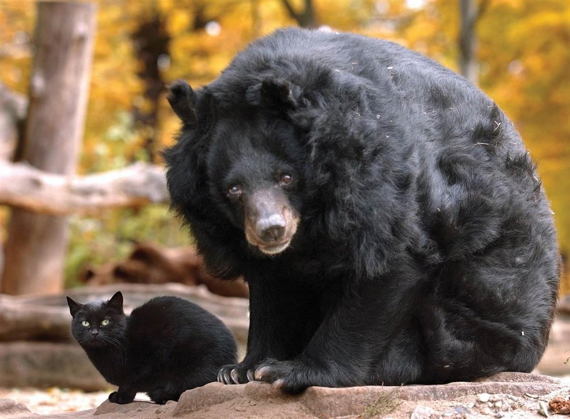 cat holding teddy bear