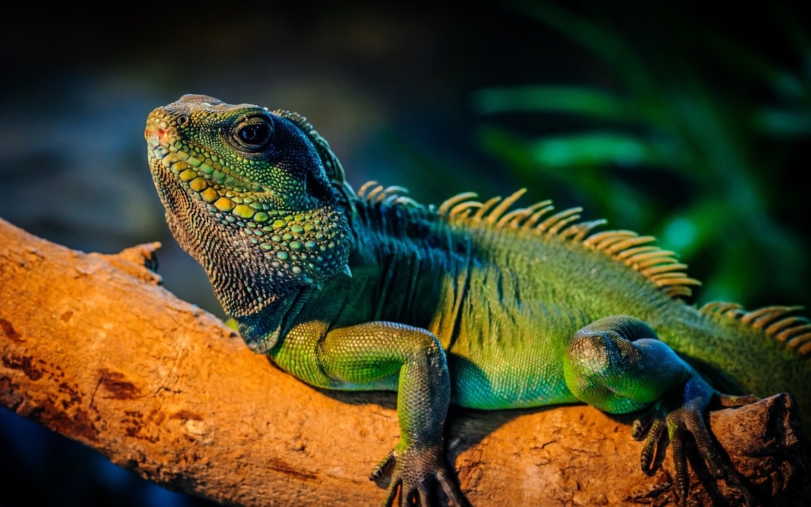 Iguana