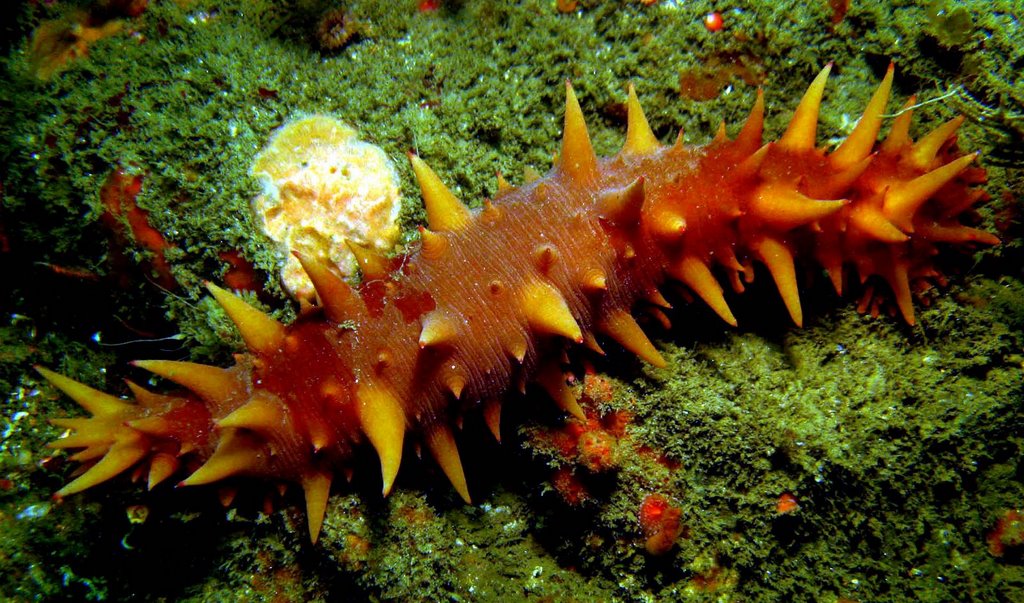 California Sea Cucumber