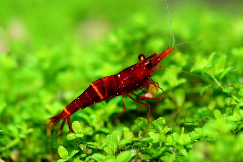 Red Goldflake Shrimp