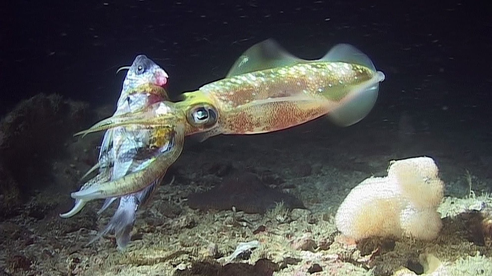 squid-eating-a-fish