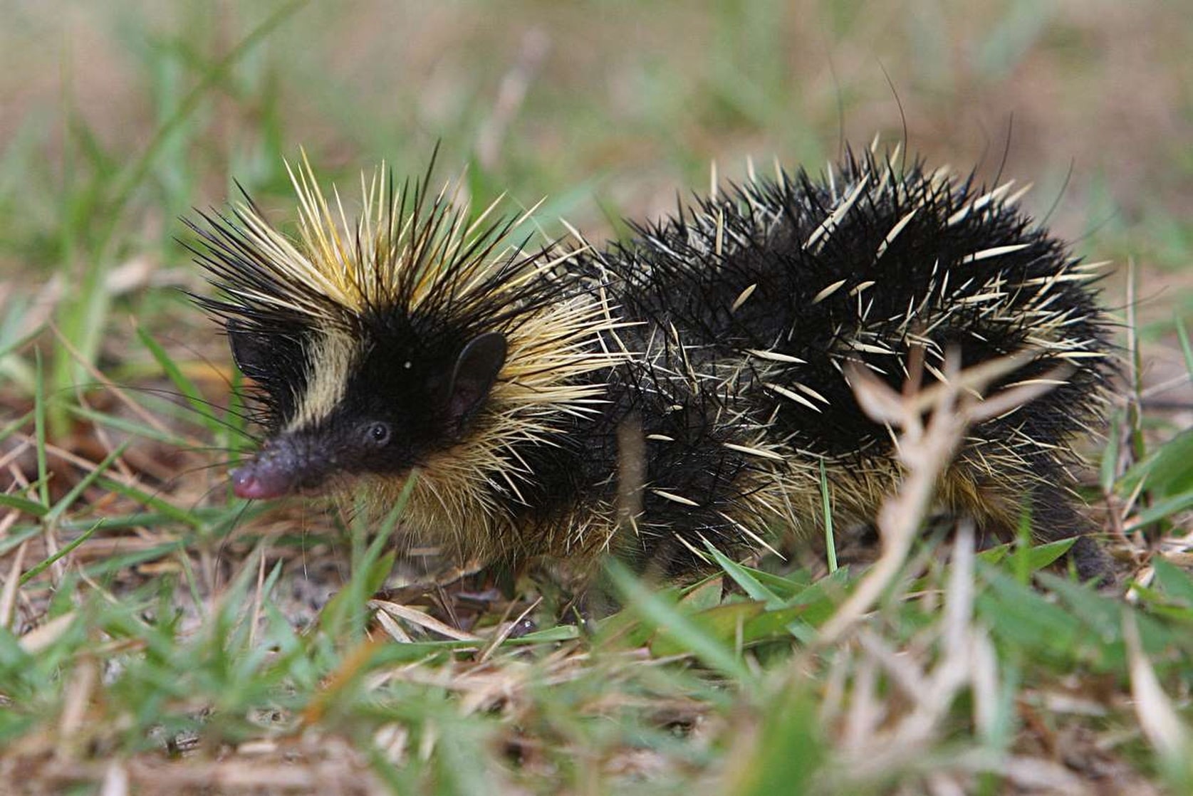 Lowland Streaked Tenrec