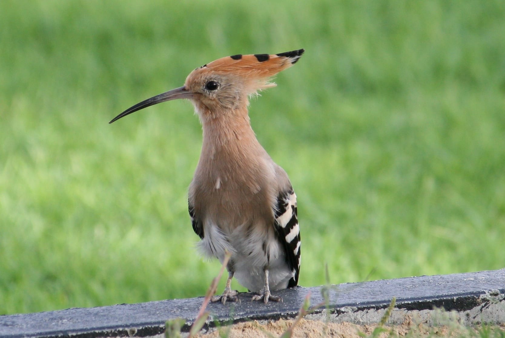 5 Sentences About Hudhud Bird In Hindi