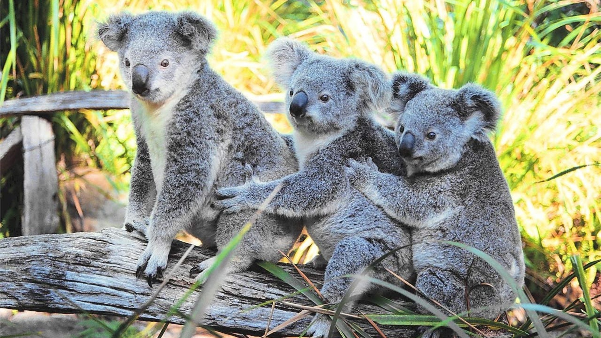 Australia Australia