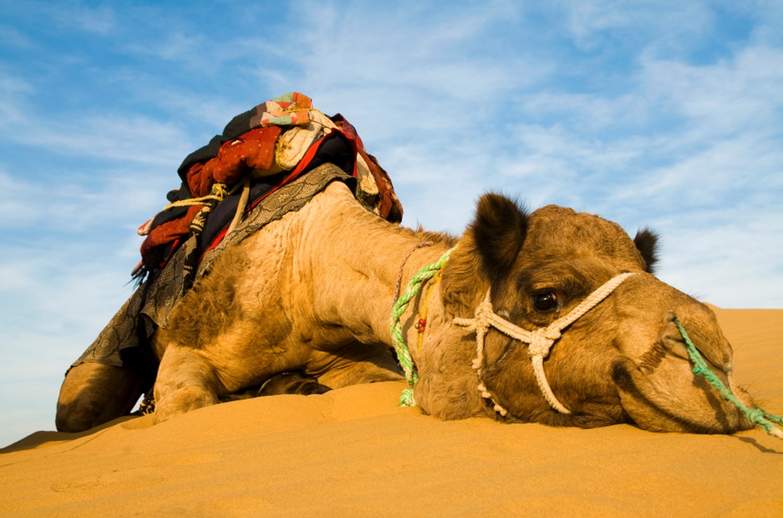 A Camel taking a rest