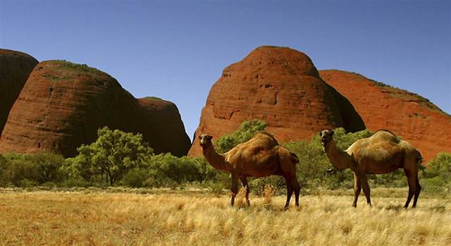 Feral Camels in Australia