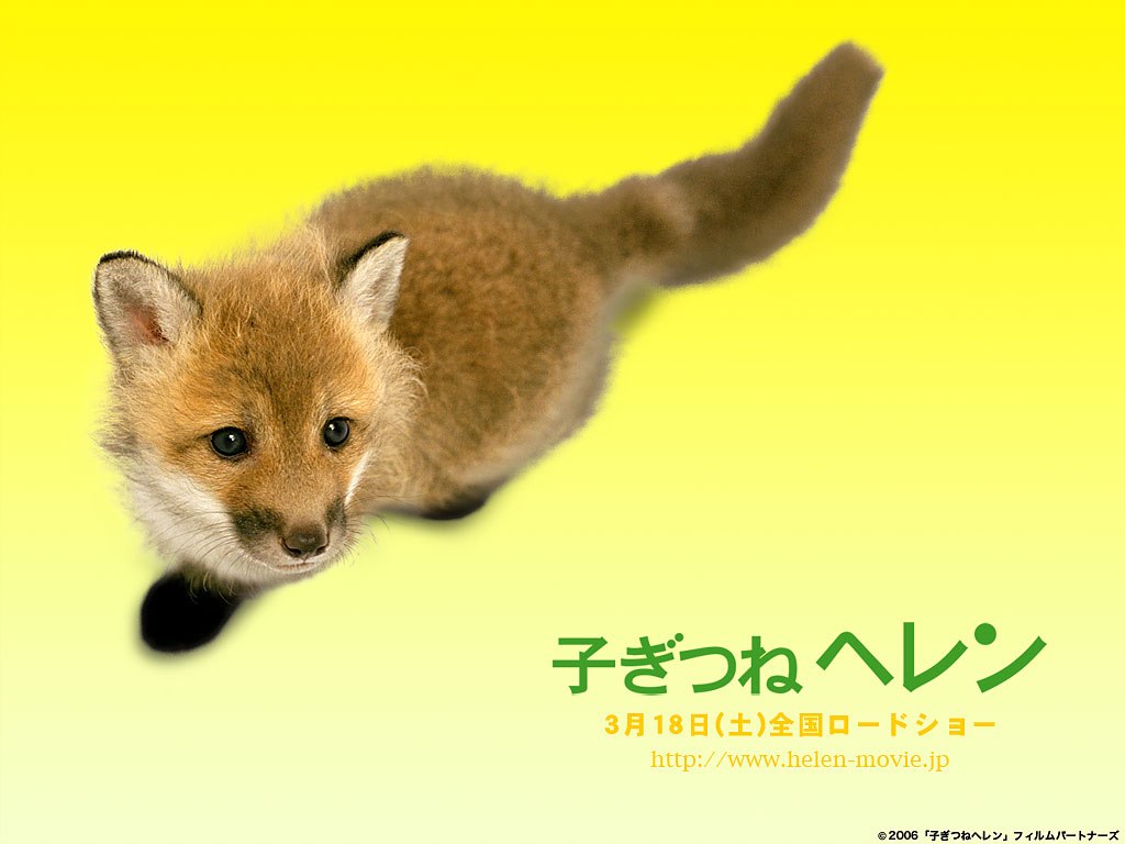 Kogitsune Heren Kogitsune Heren
