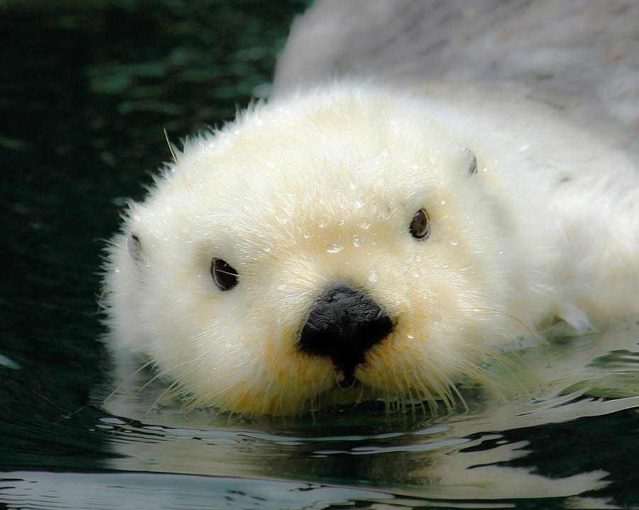 White Sea Otter