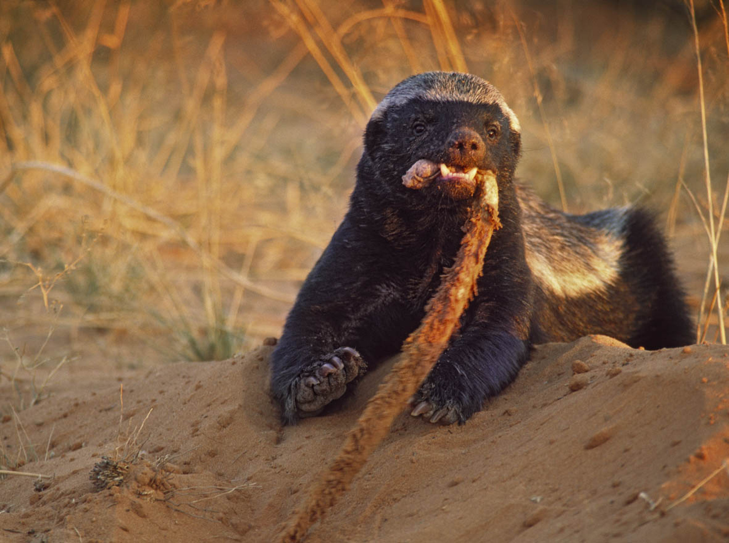 Honey Badger eating a Snake