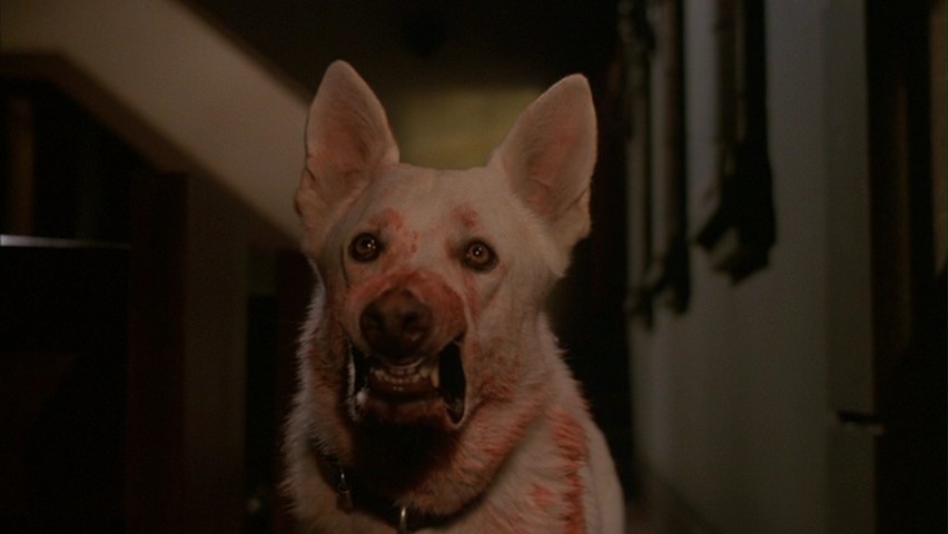 White Dog