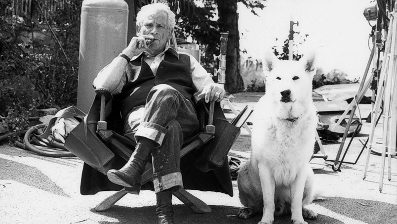 White Dog White Dog