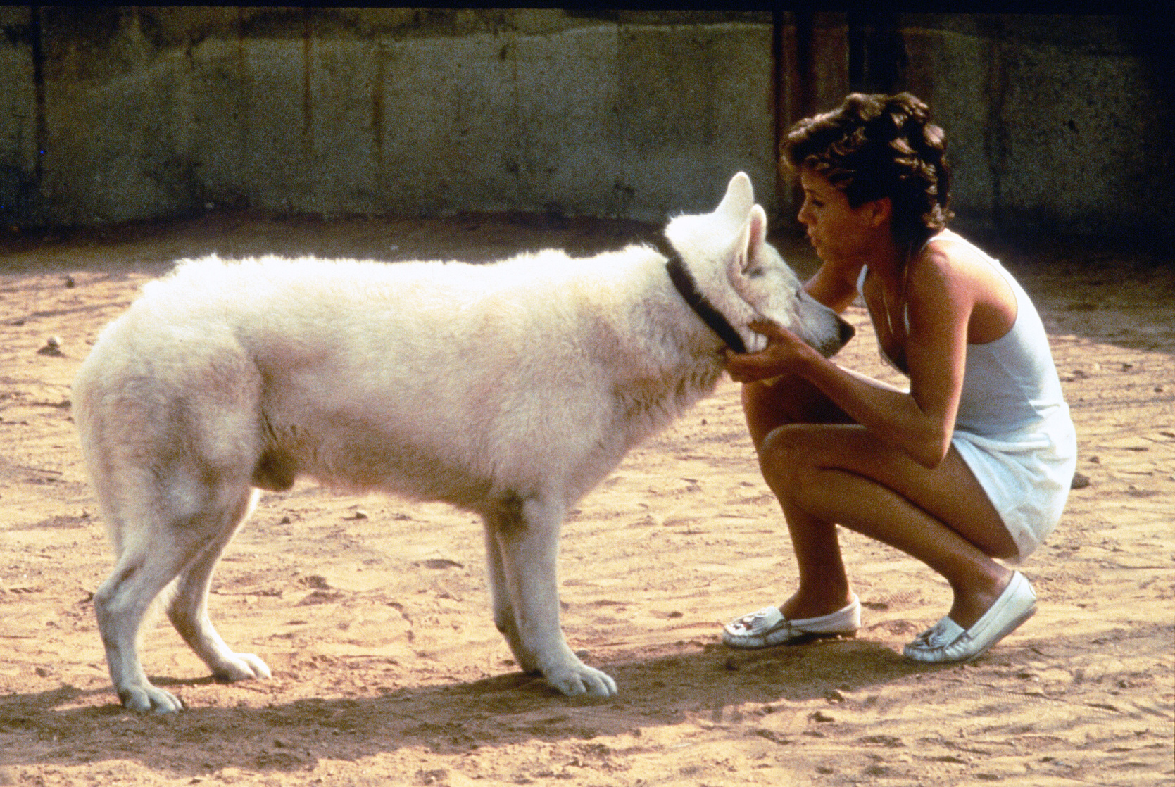 White Dog White Dog