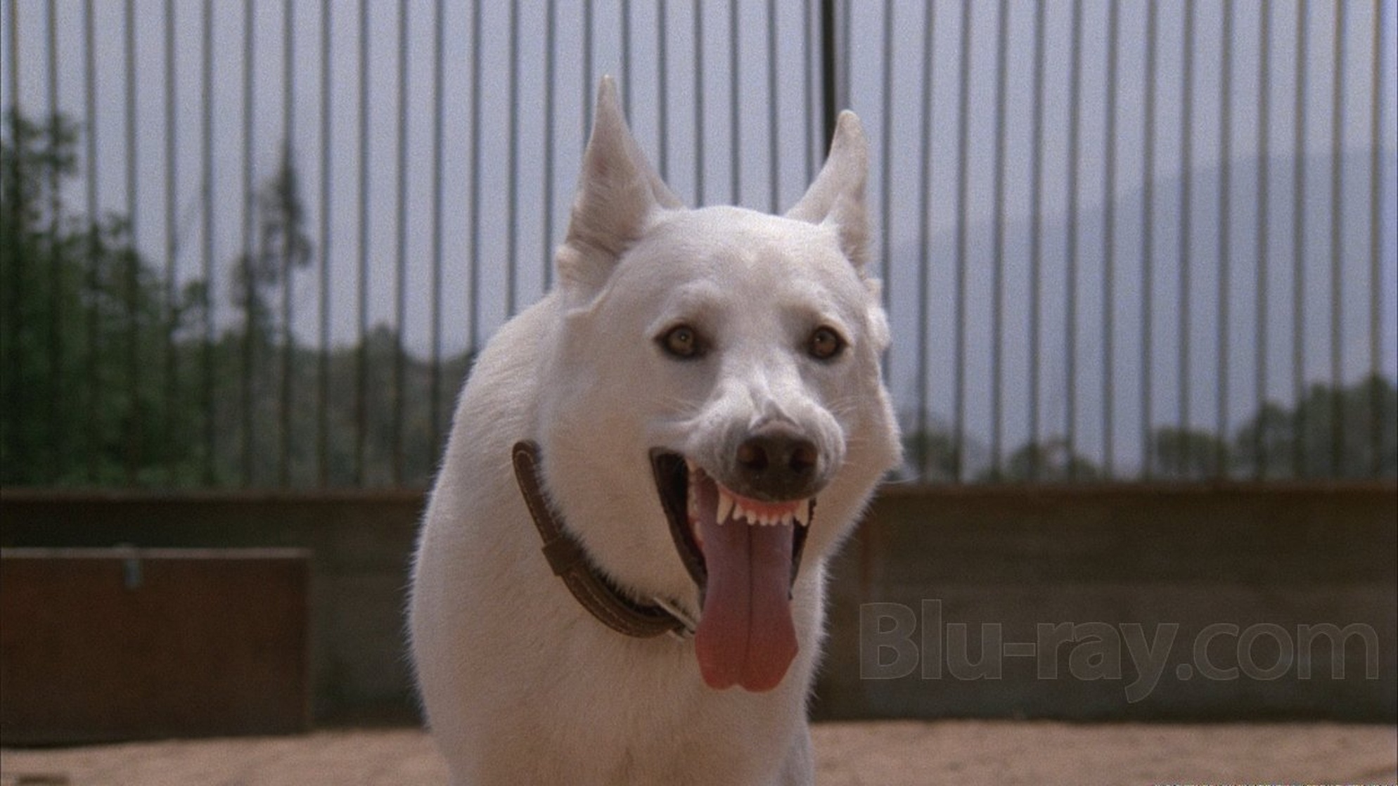 White Dog