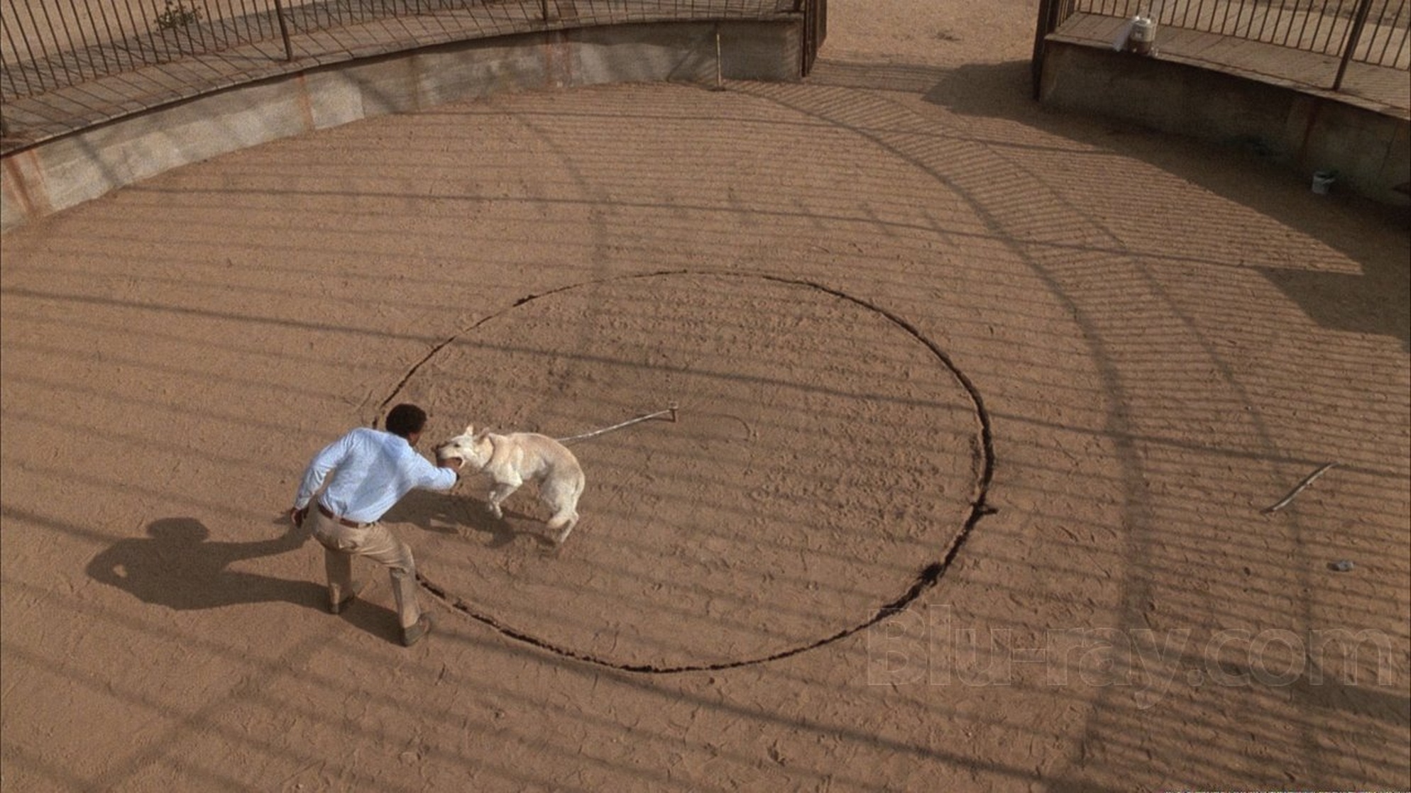 White Dog