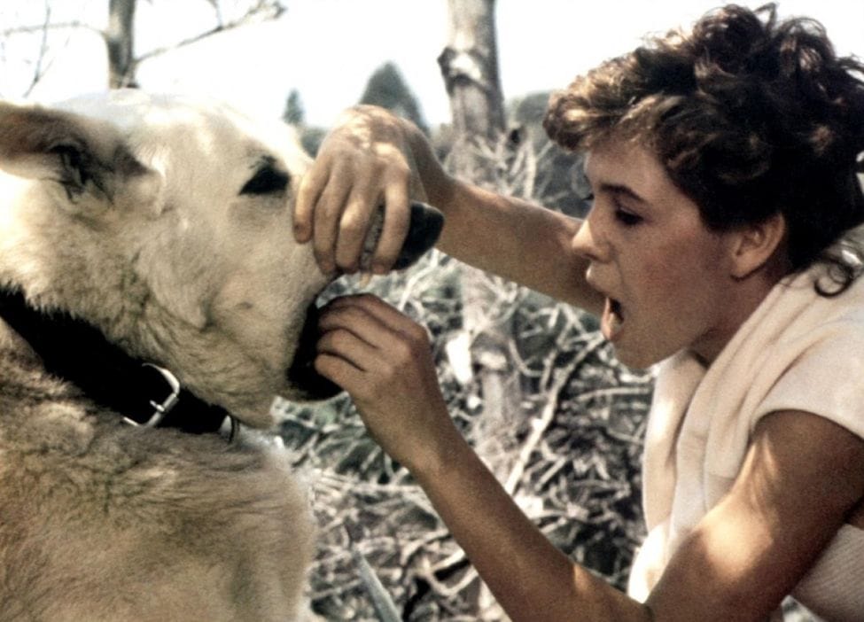 White Dog White Dog