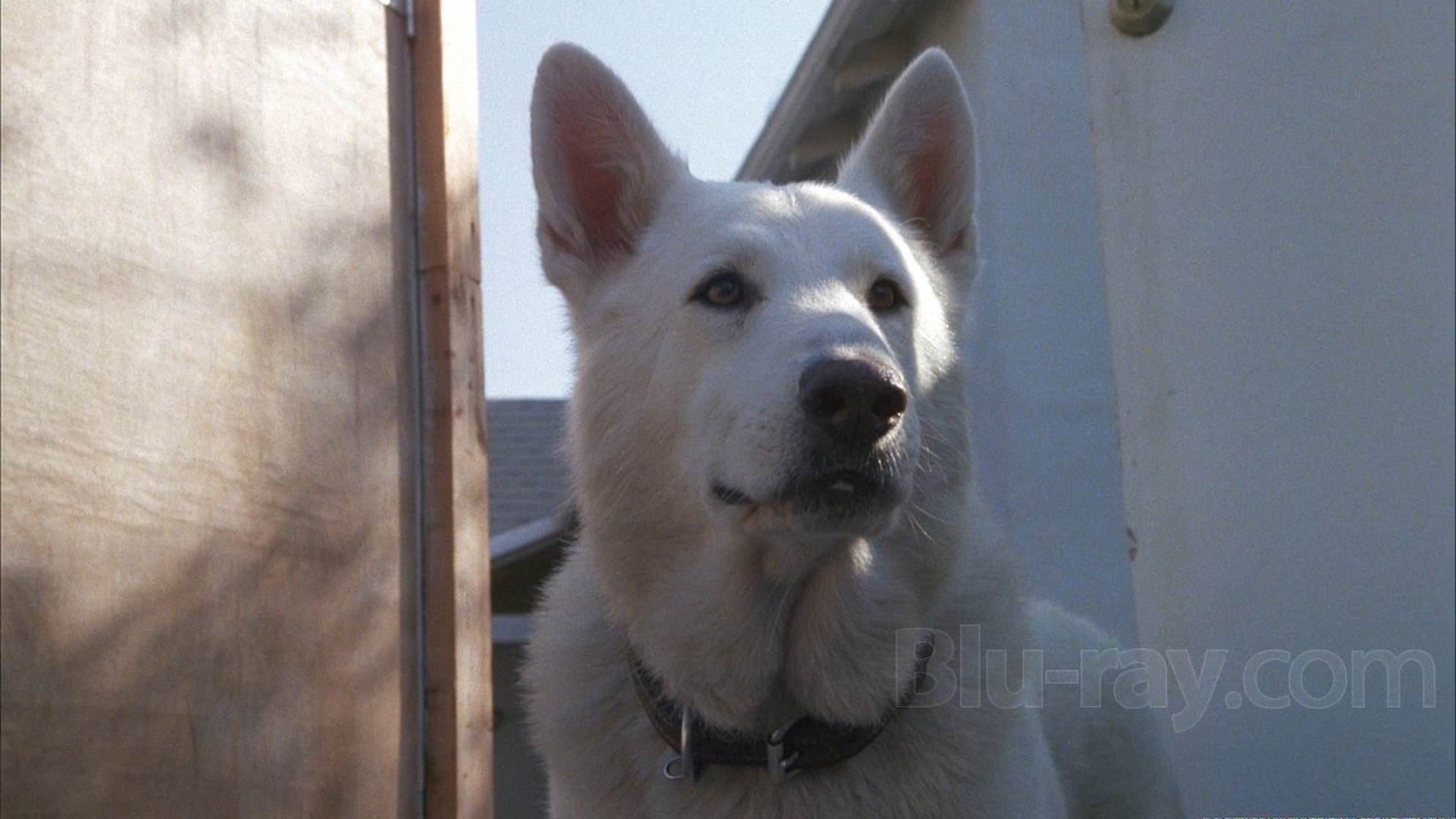 White Dog White Dog