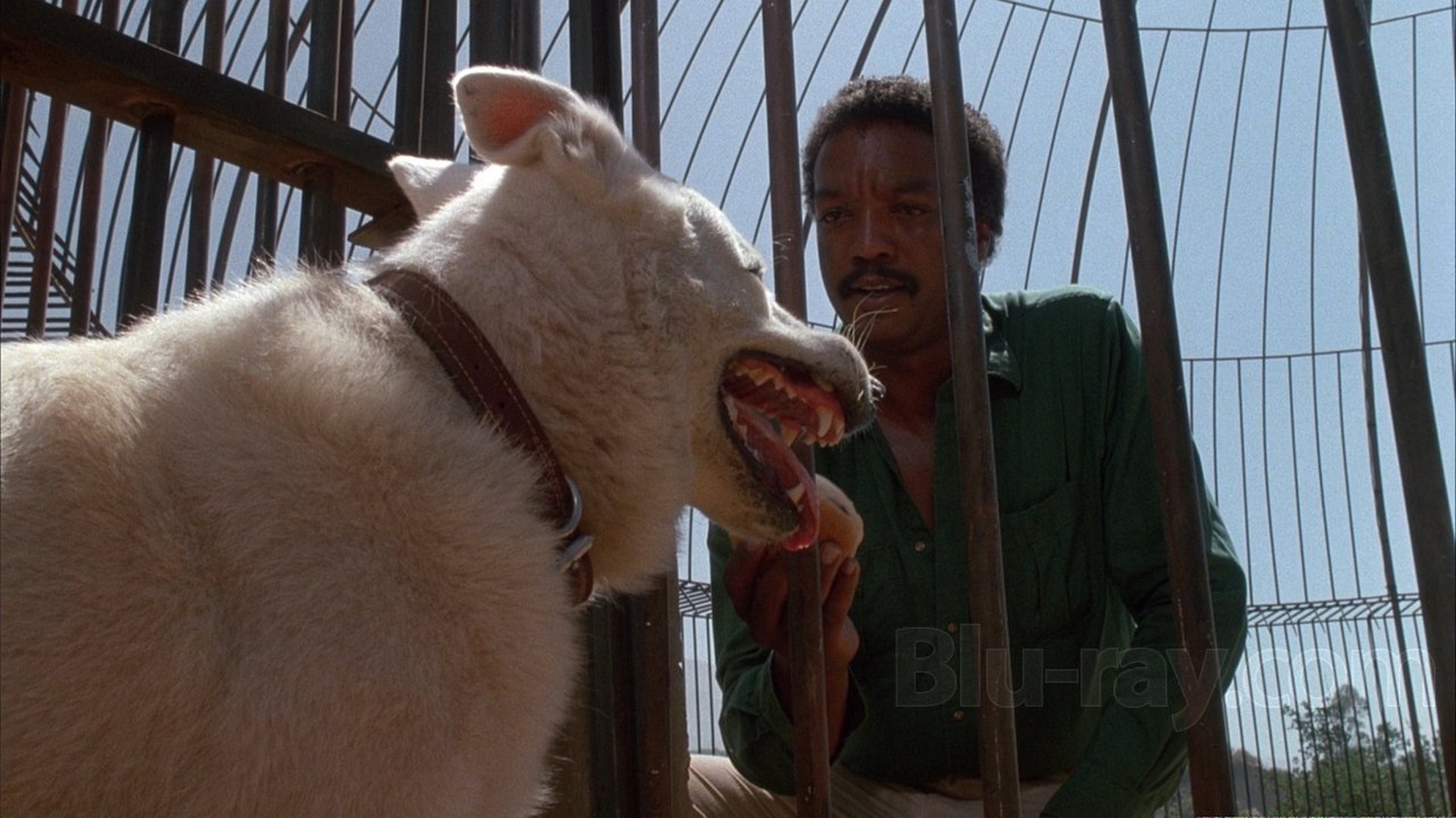 White Dog White Dog