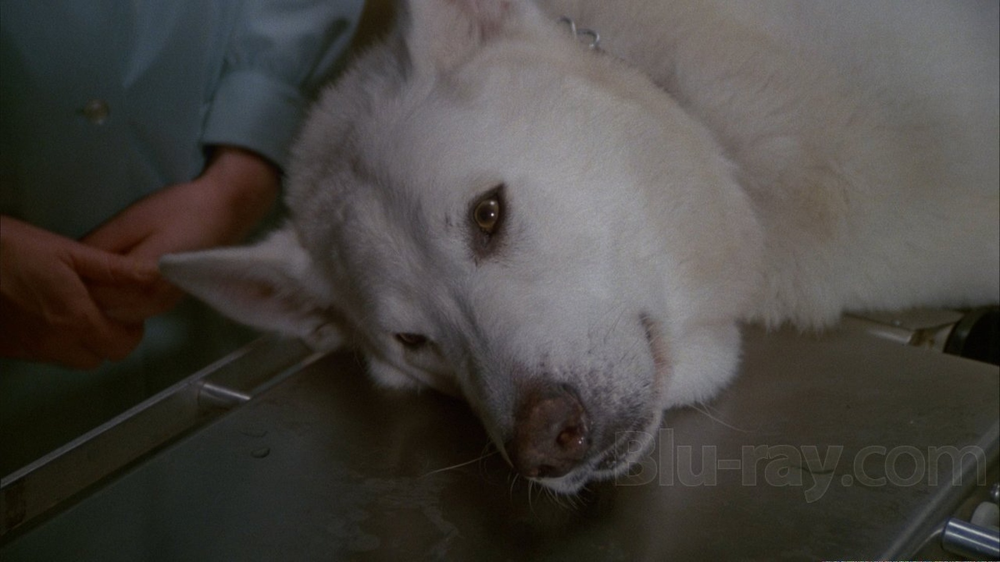 White Dog White Dog