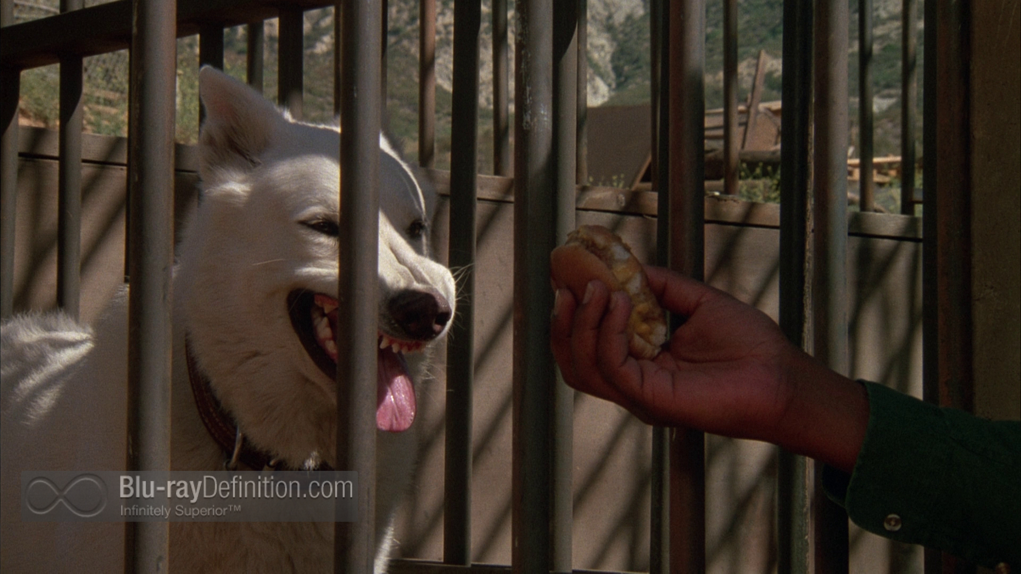 White Dog White Dog