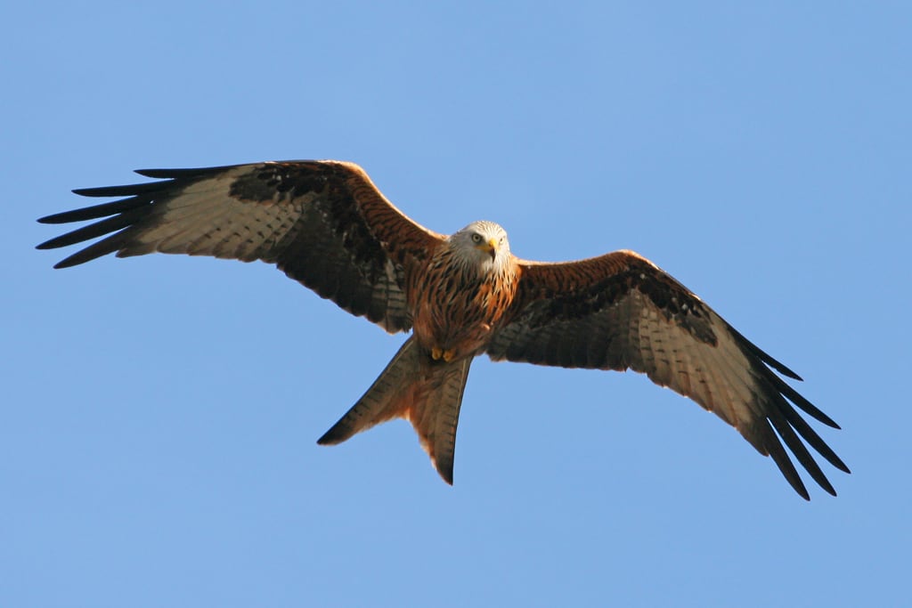 Red Kite, Mid Wales