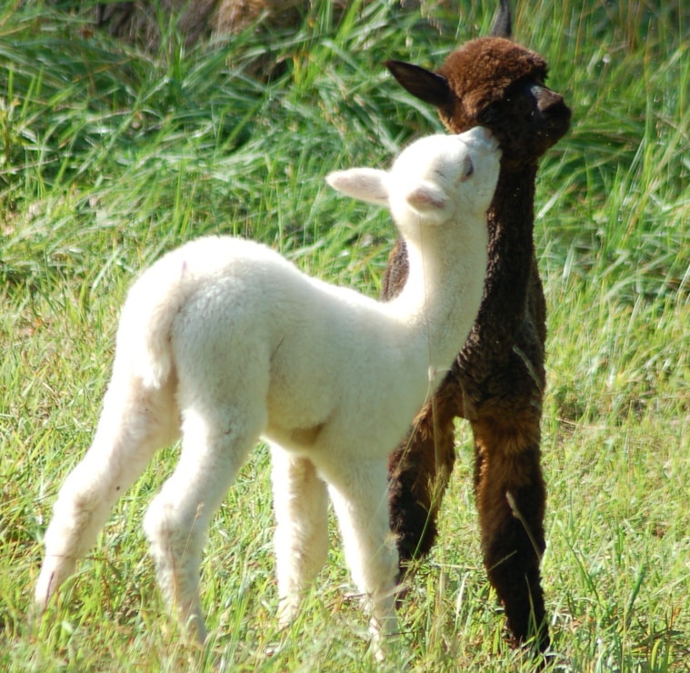 Baby Alpacas